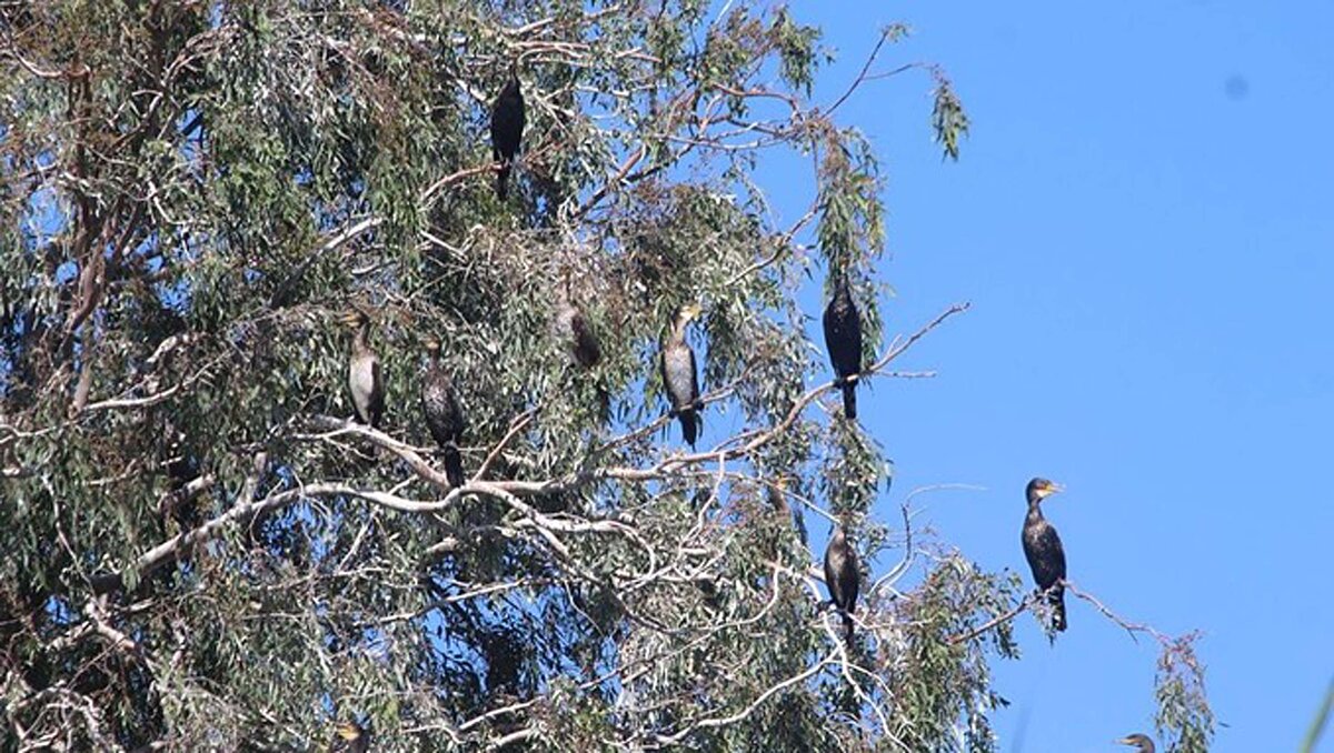 Ölümlerin nedenini endüstriyel tesislerin, fabrikaların, organize sanayi bölgelerindeki birçok işletmenin ağır metal ve kimyasallardan oluşan arıtmasız kirli atık sularının tahliye kanalına verilmesi olduğunu dile getiren EKODOSD Başkanı Bahattin Sürücü, "Burası Türkiye'nin en önemli sulak alanlarının başında gelen Büyük Menderes Deltası Milli Parkı'nın tam ortası. Yaklaşık 6 kilometre boyunca sazlıklar ölü balıklarla dolu. Bu balıklar buradan denize kadar ulaşıyor. Bu konuda gerekli önlemler alınmazsa, bölgemizin en önemli biyolojik çeşitlilik alanında ekolojik yapı çökecek, tüm canlılar bundan olumsuz etkilenecek" dedi.<br><br>