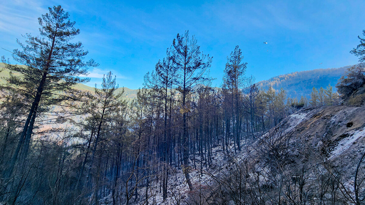 Tarım ve Orman Bakanı İbrahim Yumaklı, yangında zarar gören alanın ilk tespitlere göre 190 hektar olduğunu açıkladı.