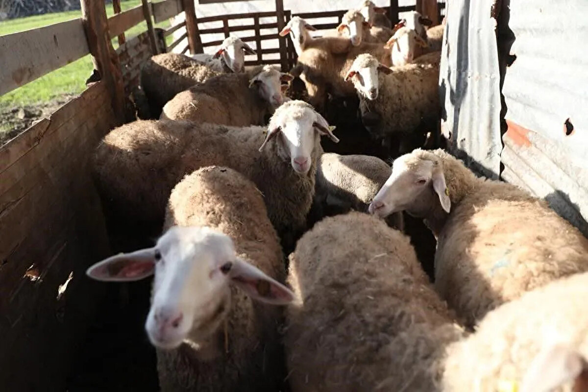 İŞ GARANTİLİ EĞİTİM ÖNERİSİ<br><br><br><br>Halk eğitim merkezlerinde çobanlık kursu açılıp çoban yetiştirilebileceğini belirten Köten, "İş garantili eğitimler verilebilir. Çobanlık yapmak isteyenlere kurs açılacak. Sağımından, beslemesine kadar, hastalıklardan anlamasına kadar bir eğitimden geçirilerek iş garantili olacak. Deneyimli eleman olursa sıkıntı yok. Ben 20 bin lira vermeye razıyım. Bununla ilgili ciddi bir çalışma yapılması gerekmektedir" dedi.