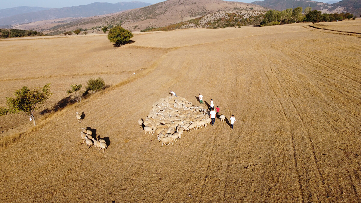 Tokat Damızlık Sığır Yetiştiricileri Birliği Başkanı İlhan Köten, "Özellikle son birkaç yıldır, ülke genelindeki en büyük sorunlardan bir tanesi çoban bulma sıkıntısıdır. Şu an çoban bulamadığımız için birçok işletme kapatılıyor. 10-15 yıl önce 'Çoban lazım' dediğimiz zaman çok rahat bir şekilde bulabilirdik.<br><br>