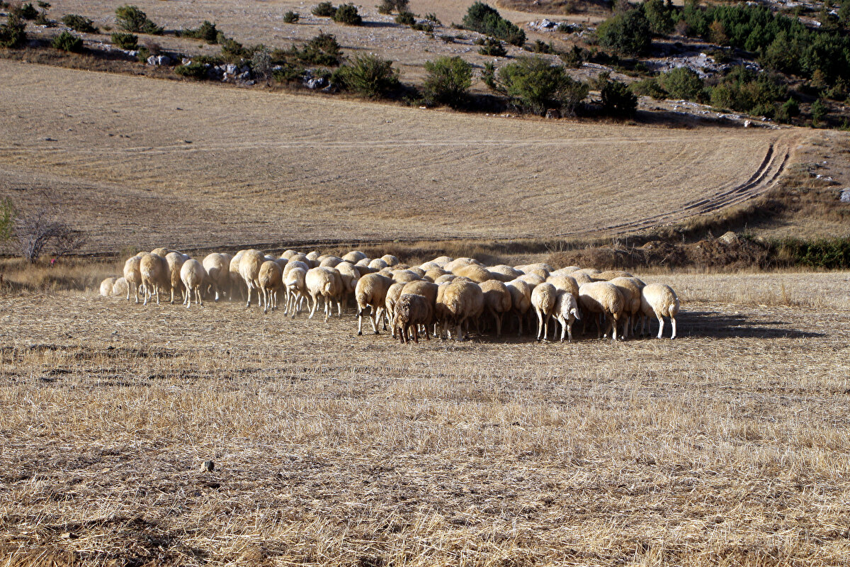 Tecrübesiz insanlardı, mecburiyetten dolayı çoban bulmadığım için tutmak zorunda kaldım.Her yıl çok sayıda zayiat veriyorduk, çünkü adam deneyimsiz. Sorduğun zaman 'Ben çobanım' diyor. Deneyimli çoban olmadığı için tutmak zorundasın. İnanın çobansızlık yüzünden küçükbaş hayvancılığı bırakmak zorunda kaldım" diye konuştu.<br><br>