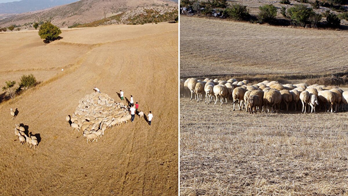 Tokat'ta büyükbaş ve küçükbaş sahipleri aylık 20-25 bin lira maaş ile tüm giderleri hayvan sahiplerine olmasına rağmen deneyimli çoban bulmakta zorluk çektiklerini belirtti. <br><br>