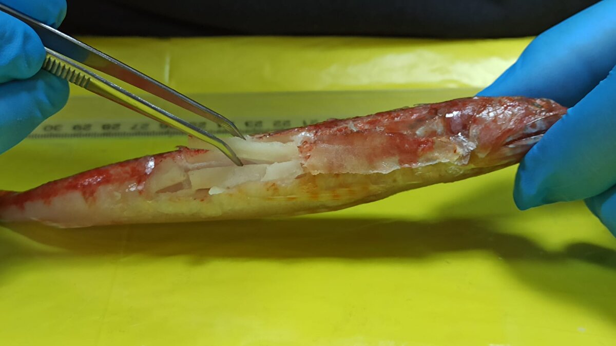  İskenderun Teknik Üniversitesi Deniz Bilimleri ve Teknolojisi Fakültesi Dekanı Profesör Dr. Cemal Turan, Akdeniz'e Kızıldeniz'den yeni bir tür giriş yaptığını 'Synodus Randalli' olarak bilinen bu türe 'Kızıl lokum' adını verdiklerini kaydetti. Kızıl lokum adını vermelerinin nedenini, Kızıldeniz kökenli olmasına bağladıklarını kaydeden Prof. Dr. Turan, bu türün daha önce Akdeniz'e gelerek yerleşen gümüş adını verdikleri balık türüne benzediğini ifade etti. 