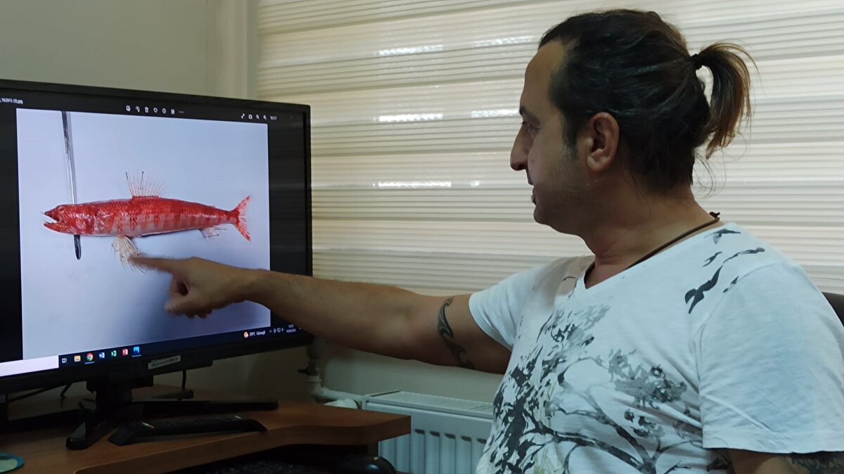 'İSTİLACI TÜRLER ARASI MÜCADELE OLACAKTIR'<br><br>Prof. Dr. Turan, bu balık türünün de yırtıcı ve saldırgan olduğunu belirtirken, "Atak bir tür ve diğer yerli türlerimize ekolojik anlamda zarar verebilir. Zamanla yapacağımız gözlemlemeler bölgedeki gelişimini bize gösterecektir. Bulunduğumuz bölge ve denizlerimiz yabancı türün istilası halinde. İstila eden türler de birbirini tüketebiliyorlar. Aralarında büyük bir mücadele olacaktır. Önümüzdeki günlerde bekleyiş içerisindeki yaygınlığı, yayılımı nasıl olacak veya adaptasyon sağlayıp burada tutunacak mı, bunu zaman gösterecek. Kalıcı bir tür olarak görünüyor. Ekonomik olarak da sevilen bir tür de olacağını düşünüyorum" diye konuştu.<br>