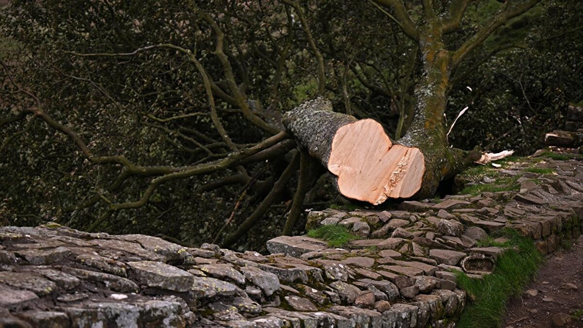 Aktör Kevin Costner`ın 1991 yapımı Robin Hood: Prince Of Thieves adlı filminde yer almasıyla ünlendi ve 2016 yılında Woodland Trust ödüllerinde İngiliz Yılın Ağacı seçildi .