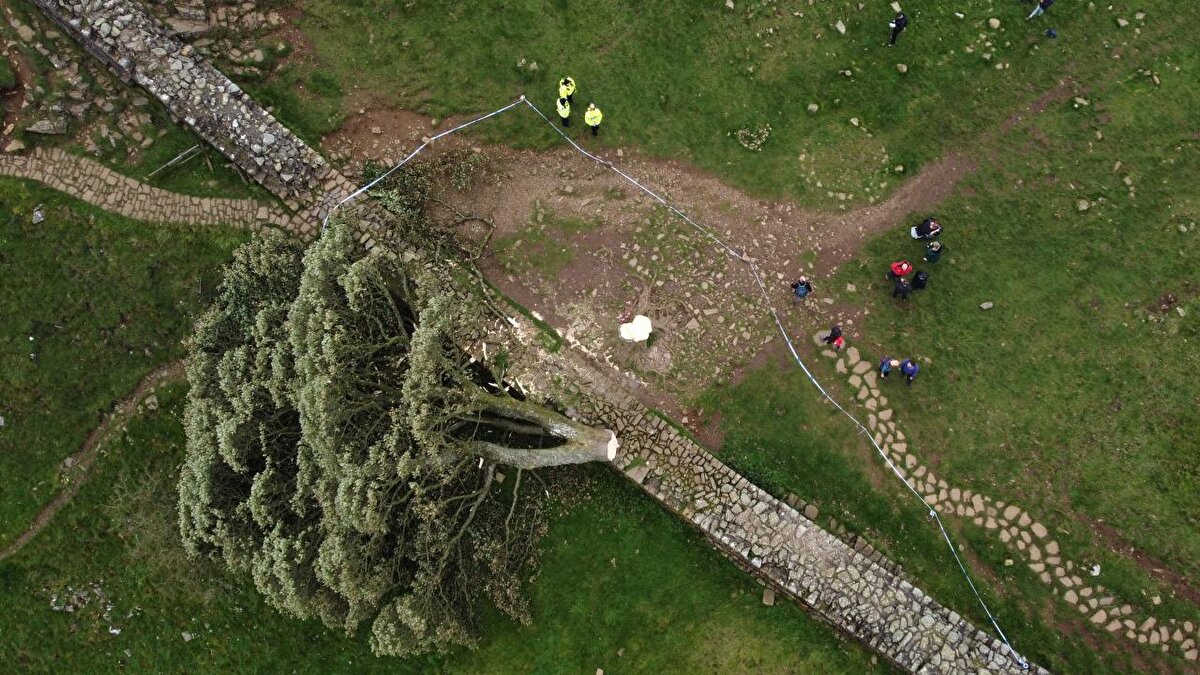Ağacın kesilmesi öfke ve üzüntüye neden oldu.<br>