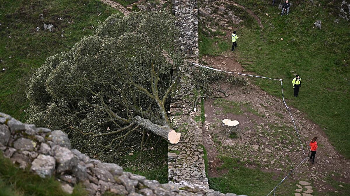 Aktör Kevin Costner`ın 1991 yapımı Robin Hood: Prince Of Thieves adlı filminde yer almasıyla ünlendi ve 2016 yılında Woodland Trust ödüllerinde İngiliz Yılın Ağacı seçildi .<br>