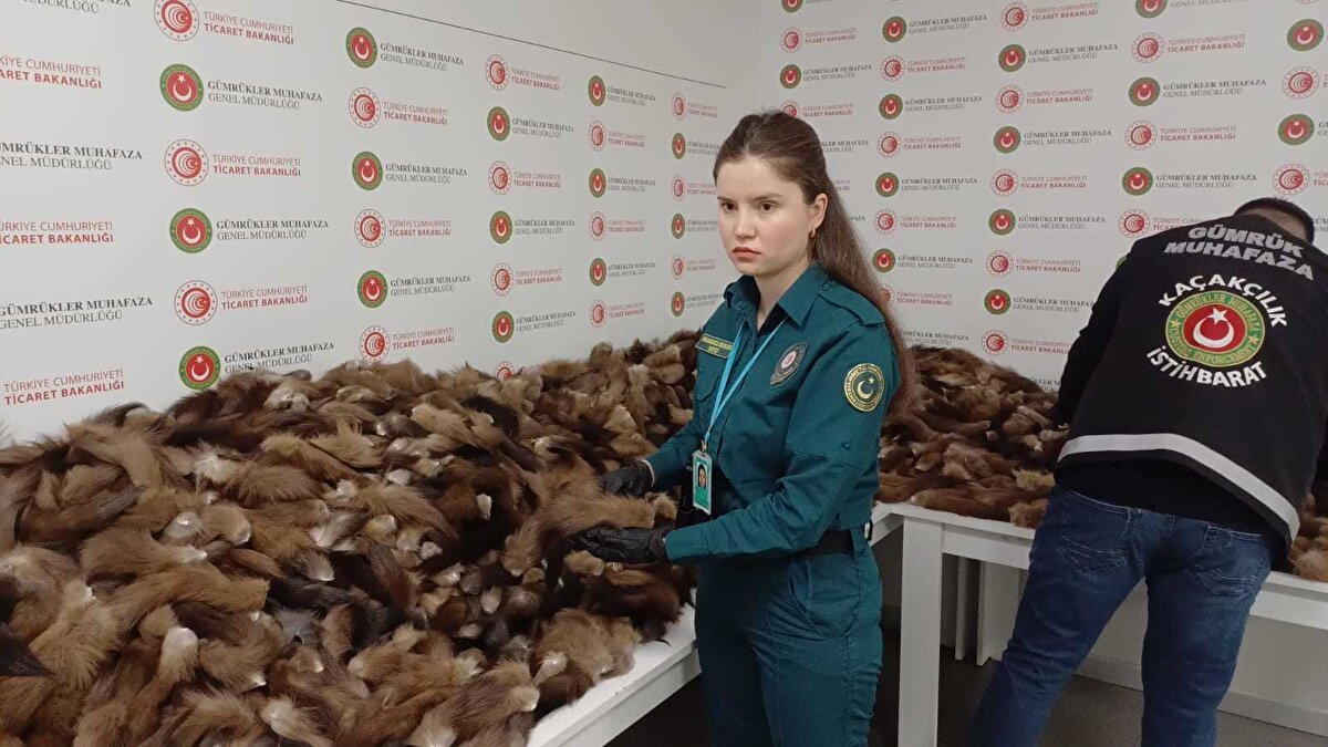 Ele geçirilen tilki kuyrukları İstanbul Havalimanı Gümrük Muhafaza Kaçakçılık ve İstihbarat Bölge Amirliği'nde sergilendi.