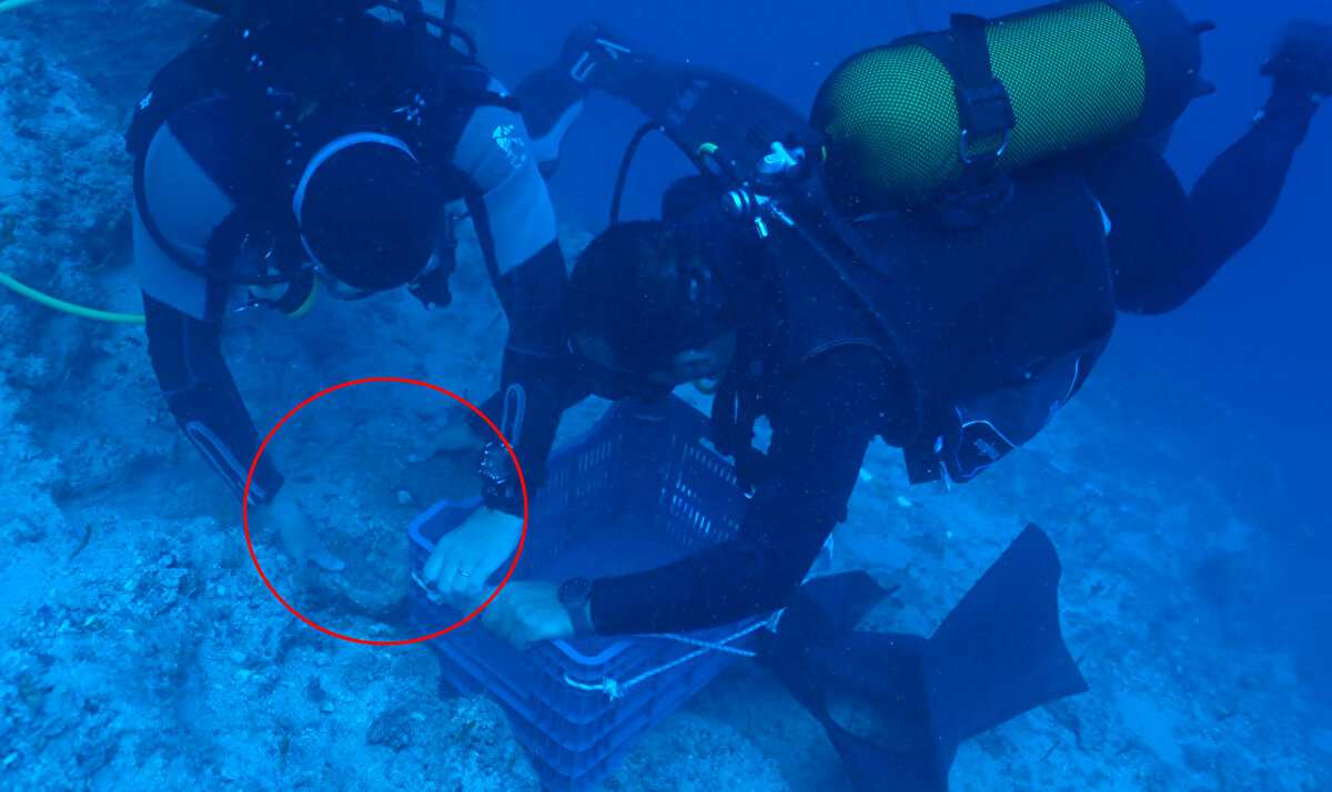 Akdeniz Üniversitesi (AÜ) Güzel Sanatlar Fakültesi Kültür Varlıkları Koruma ve Onarım Bölüm Başkanı, Sualtı Arkeoloğu Doç. Dr. Hakan Öniz başkanlığındaki ekip, Antalya kıyılarında su altı keşif ve kazı çalışmalarını sürdürüyor. 