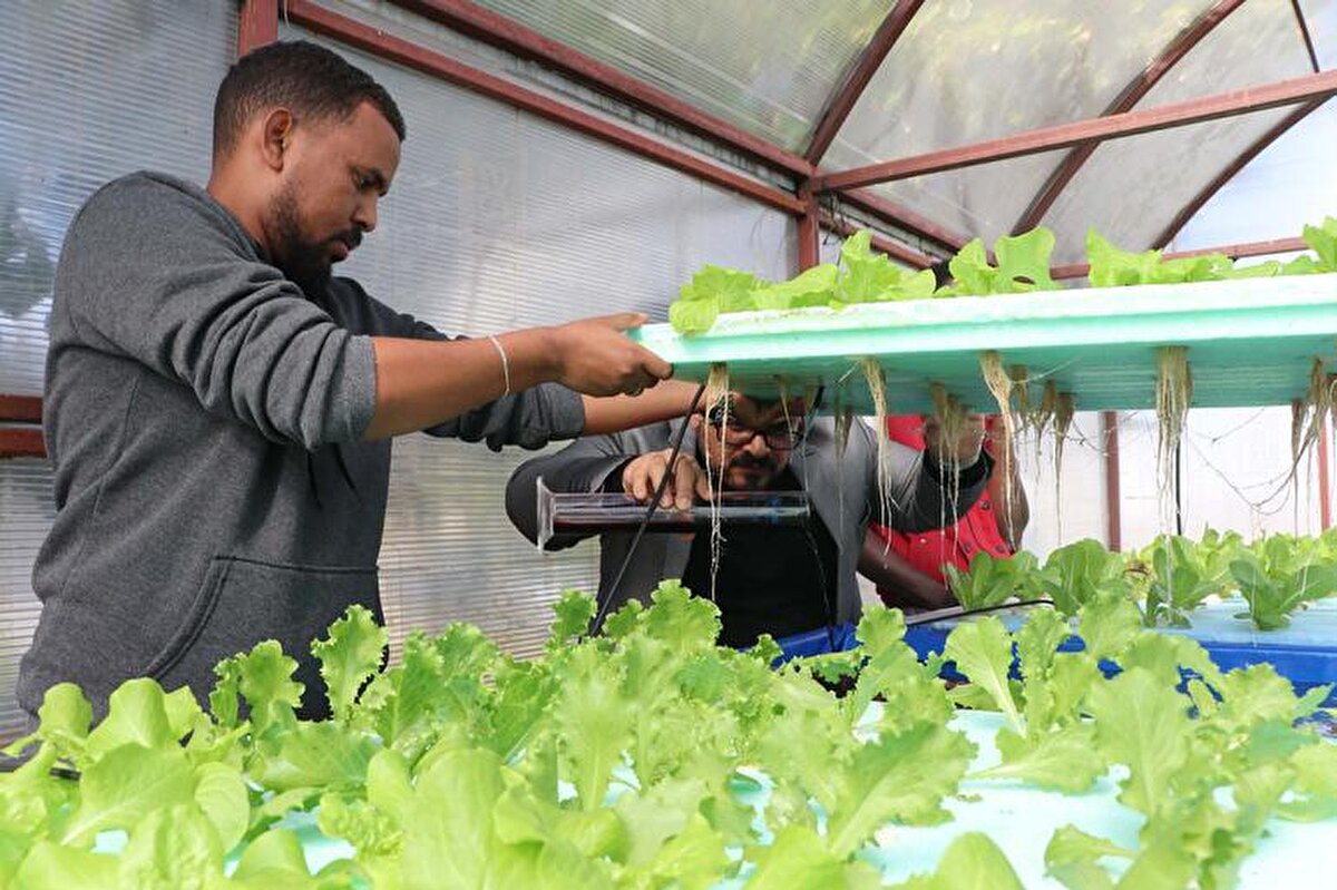 Yaklaşık 1 ay içinde kontrollü koşullarda marul yetiştirmeniz mümkün. Normalde topraksız tarımda bin metrekarelik alanda 30 bin adet marulu yetiştirebilirsiniz. 30 bin adet marulu bir aylık süre içerisinde hasat edip piyasaya gönderebilirsiniz. Bunu dışarıda kontrolsüz koşullarda yapmanız çok daha uzun bir zaman alacaktır. Yani aynı marulu dışarıda toprağa ektiğinizde minimum 3 ay içerisinde hasat edebilirsiniz. Bu size hem süreyi kazandırmış oluyor, hem de 1 yıl içerisinde yaklaşık 8-9 tür yaparak bir kazanç elde edebilirsiniz" diye konuştu.