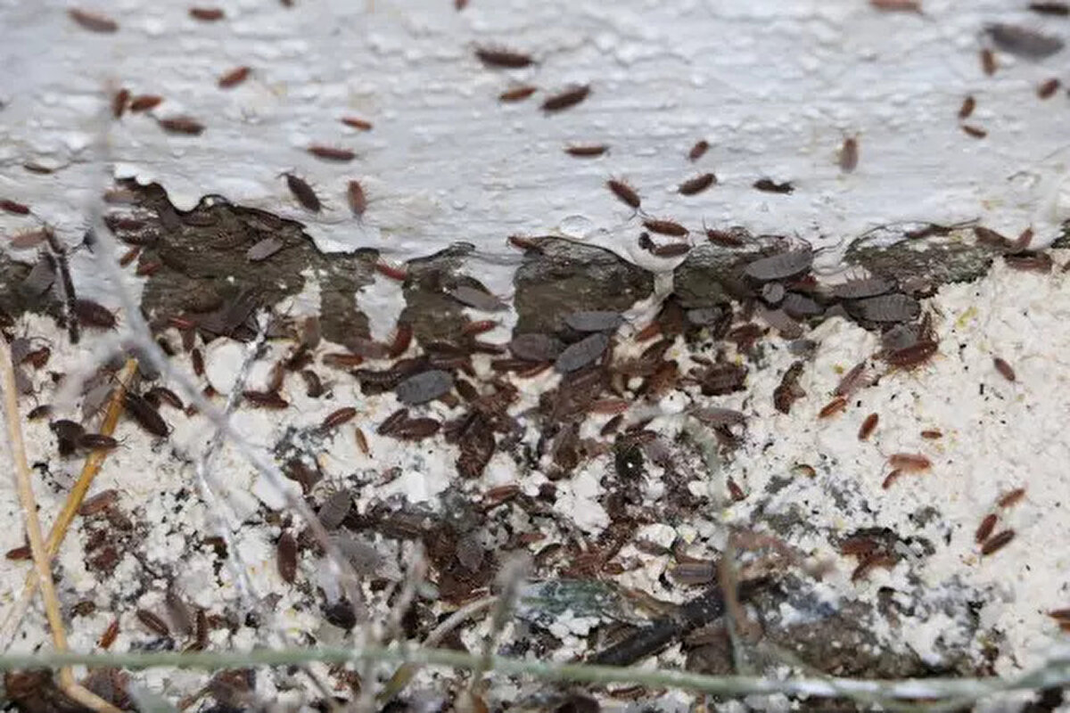 Yüzüncü Yıl Üniversitesi Ziraat Fakültesi Bitki Koruma Bölümü Öğretim Üyesi Doç. Dr. Evin Polat Akköprü, bu durumun özellikle iklim farklılıklarından ve yanlış yapılan zirai ilaçlamalar sırasında besin zincirindeki, önemli doğal düşman türlerinin yok edilmesinden kaynaklandığını ifade etti. 