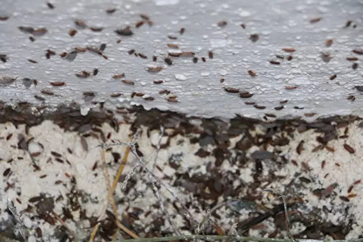 Soydan, "Elimizden süpürge düşmüyor. Yatakların içine, perdelere, tavana tırmanıyorlar. Her yerden çıkıyorlar, temizlemekle, süpürmekle bitmiyorlar, baş edemez duruma geldik. Yaptığımız ilaçlamanın bile faydası olmuyor. Kulağımıza, burnumuza girecekler korkusu nedeniyle uyanık kalmaya çalışıyoruz. Her gün sayıları daha çok artıyor" dedi. Aynı mahallede yaşayan 5 çocuk annesi Ayşe Gürle ise çocuklarını yaşadıkları korku nedeniyle ilçede yaşayan akrabalarının yanına gönderdiklerini söyledi.