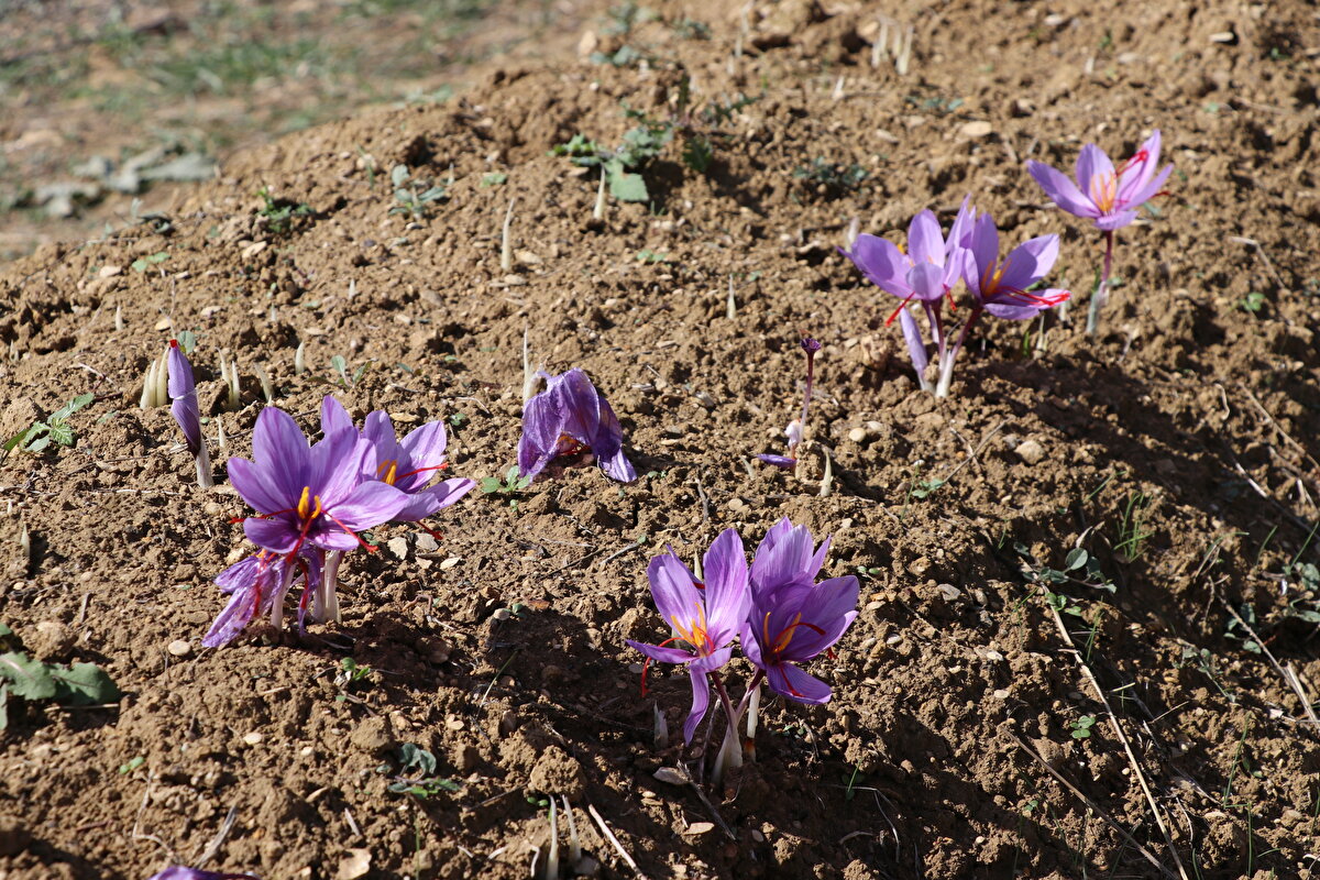 Safran Festivali'nin kente çok büyük katkısı olduğunu ifade eden Ergüder, "Yani safran aldığı coğrafi işaretle hele bu seneki Avrupa işaretinden sonra gerçekten aslında bu kadar yoğun geçmeyen bir dönemi şu anda şehirde yüzde 100'e varan doluluğa getirmemizi sağladı.<br>Biz biraz önce toplantıda da bahsettim. Geçen sene gelen bir sunucumuz için bile bir odayı bulmakta güçlük çektik.<br>Bu da bizim safranla ilgili festivali yaparken ki baştaki hedefimizle ilgili doğru noktaya ulaştığımızı gösteriyor" diye konuştu.<br>