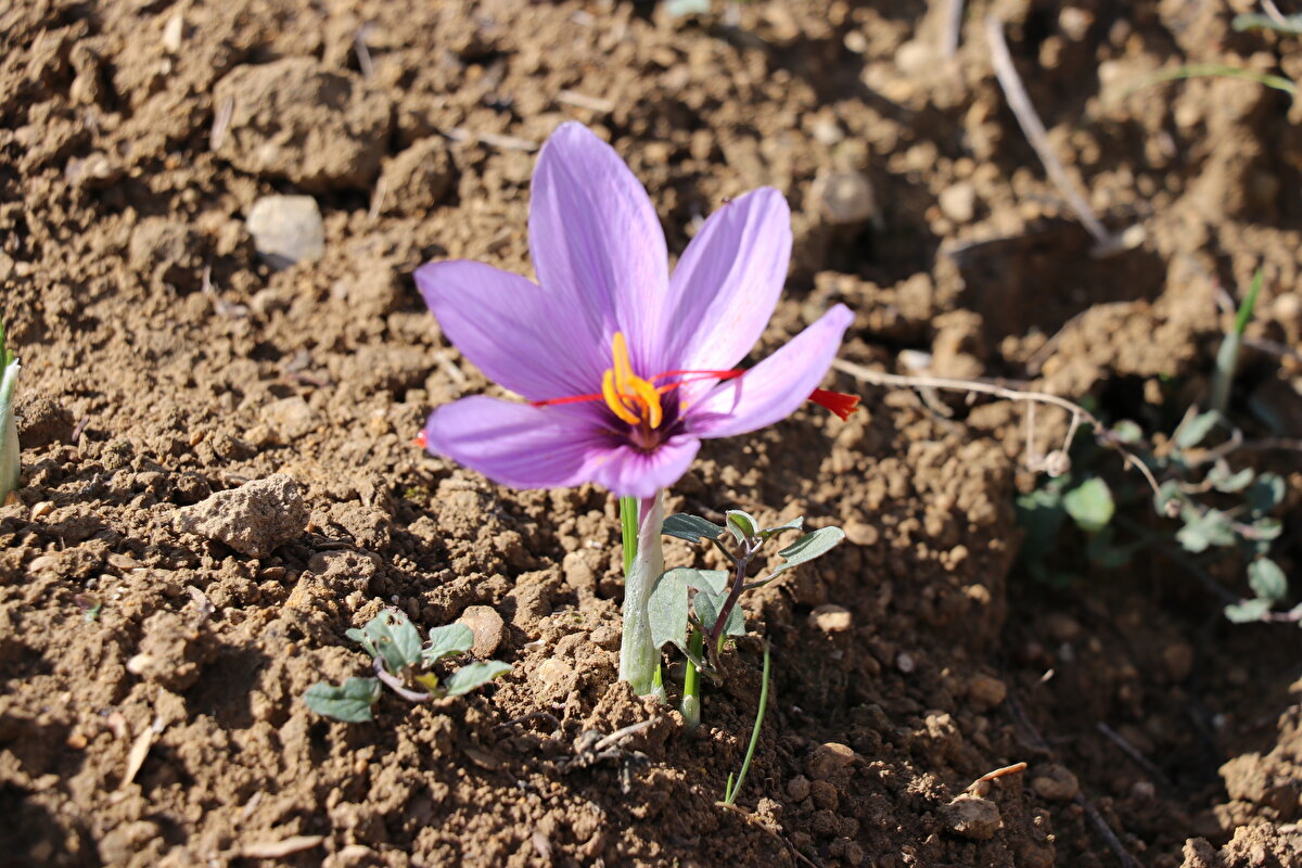 İlçenin en büyük safran üreticisi olan İsmail Yılmaz, çiçeklenmenin artacağını aktararak, "Artık yüzlerce, binlerce çiçeği önümüzdeki günlerde tarlalarda görebileceğiz.<br>Tamamen bu arz talep işi. Safrana talep çok var. Yani ürüne talep var. Muhtemelen yeni ürünün gram fiyatının 250 lira olacağını umuyoruz" dedi.<br>