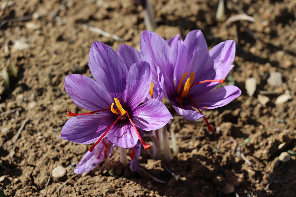 Yılmaz, safran hasadının bu yıl geçen yıllara göre 10-15 gün daha az yapılacağını belirterek, "Büyük bir alanda 8 yıldır üretim yapıyorum. Üretim yaptığın Yukarı Çiftlik köyü bir turizm destinasyonu haline geldi.<br>Yurt içinden çok gelen vatandaşımız var ama dünyanın çeşitli yerlerinden gelmek isteyen misafirlerimiz var" şeklinde konuştu.<br>