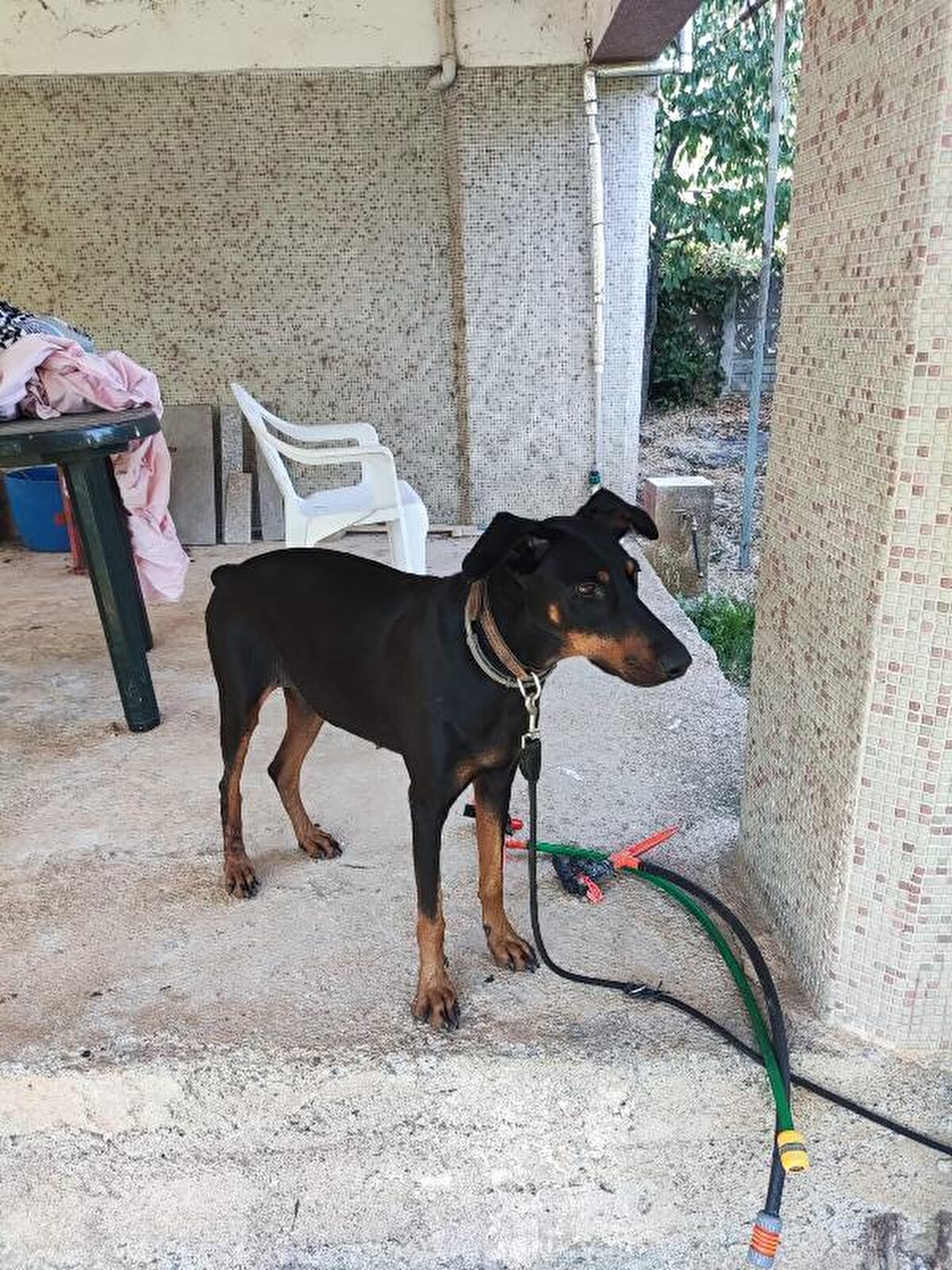 EKİPLER ARTIRILDI, ARANAN ALAN GENİŞLETİLDİ<br>'Tina'nın geri dönmesinin ardından, ekip sayısı arttırıldı, arama çalışmaları 120 kişi ile yeniden başlatıldı. Ekipler, daha önce 5 kez aranan 250 kilometrekarelik bölgeyi genişletti. 325 kilometrekareye çıkartılan alanı 9 kez arayan ekipler, son olarak 'Tina' bırakıldıktan sonra Berzeg'in atılma ihtimali üzerine bölgedeki 10 kuyuyu boşaltıp, içini kameralarla izledi.