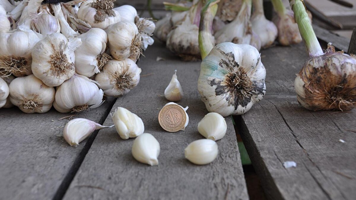 Grip ve soğuk algınlığı yaşayan kişilerin vücuda giren mikroplarla savaşarak, bağışıklık sistemini güçlendirecek bir besine ihtiyacı olabiliyor. Uzmanlar mide ile ilgili bir problemi olmayan kişilerin yatmadan önce doğranmış bir diş sarımsağı limon suyuyla yutarak yemelerini tavsiye ediyor.