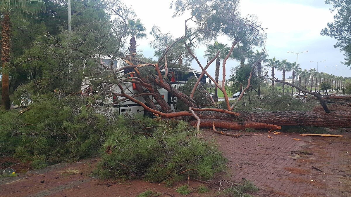 Gök gürültülü ve şiddetli sağanak yağış sırasında 5 yıldızlı bir otelin çalışanlarını taşıyan Soner Sümer'in kullandığı 07 C 74969 plakalı hareket halindeki otobüsün üzerine Sorgun Ormanı kenarındaki Titreyengöl Caddesi'nden geçerken çam ağacı devrildi.