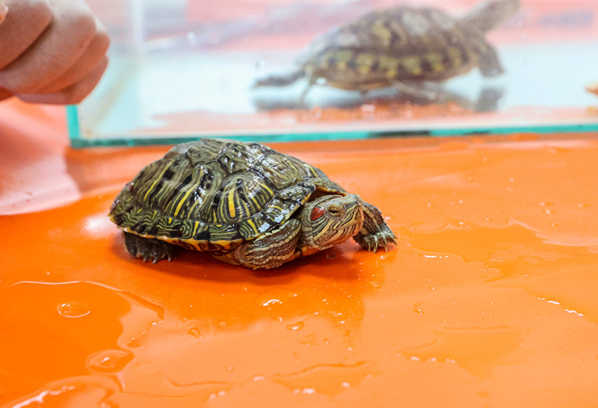 Hayvanlar için en güzel yerin kendi doğal ortamları olduğuna dikkati çeken Kaya, bu hayvanların sahiplenilmesi, doğaya bırakılmaması gerektiğini vurguladı.<br>