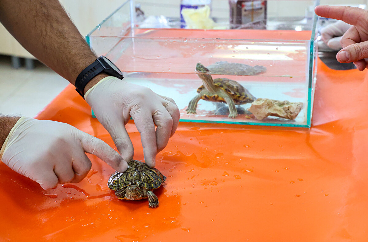 Kaya, "Bu tarz hayvanların doğaya salınması kesinlikle yasaktır. Endemik türler için birinci derece tehlikedir. Endemik türlerin besinlerine ortak oluyorlar. Endemik türler için neredeyse zehir gibi bir durum yaratıyor. Dicle Nehri'nde endemik balıklar ve Fırat kaplumbağası için tehdit. Diğer sularda da aynı şekilde tehdit oluşturuyorlar. Bu tehdit git gide artıyor. Oburlar ve diğer hayvanlarımızı beslediğimiz un kurtlarını dahi kısa sürede tüketebiliyorlar. Doğal ortamda larva ve yumurtalar için büyük bir tehlike." diye konuştu.