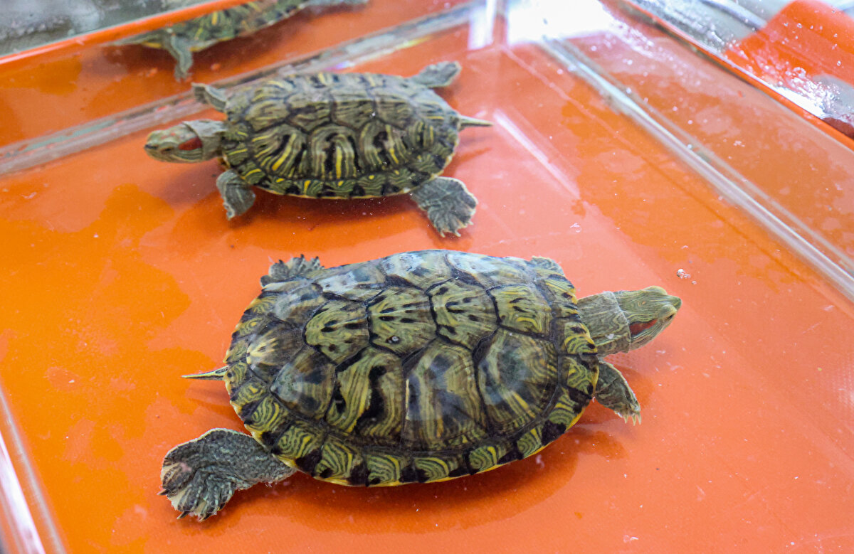 Bu kaplumbağaların pet satışı işin Uzak Doğu Asya'dan getirildiğini ifade eden Kaya, "Maalesef ticareti yapılıyor. Bunlara 'egzotik' ya da 'istilacı' tür diyoruz. Pet hayvanı olarak alıyorlar, bir süre bakıldıktan sonra bakımı zorlaşınca bunları doğaya salıyorlar. Bu türler o doğaya yabancı olduğu için diğer türlere karşı baskın hale geliyorlar. Diğer türlerin yavrularını, larvalarını, besinlerini yiyerek beslenirler." dedi.