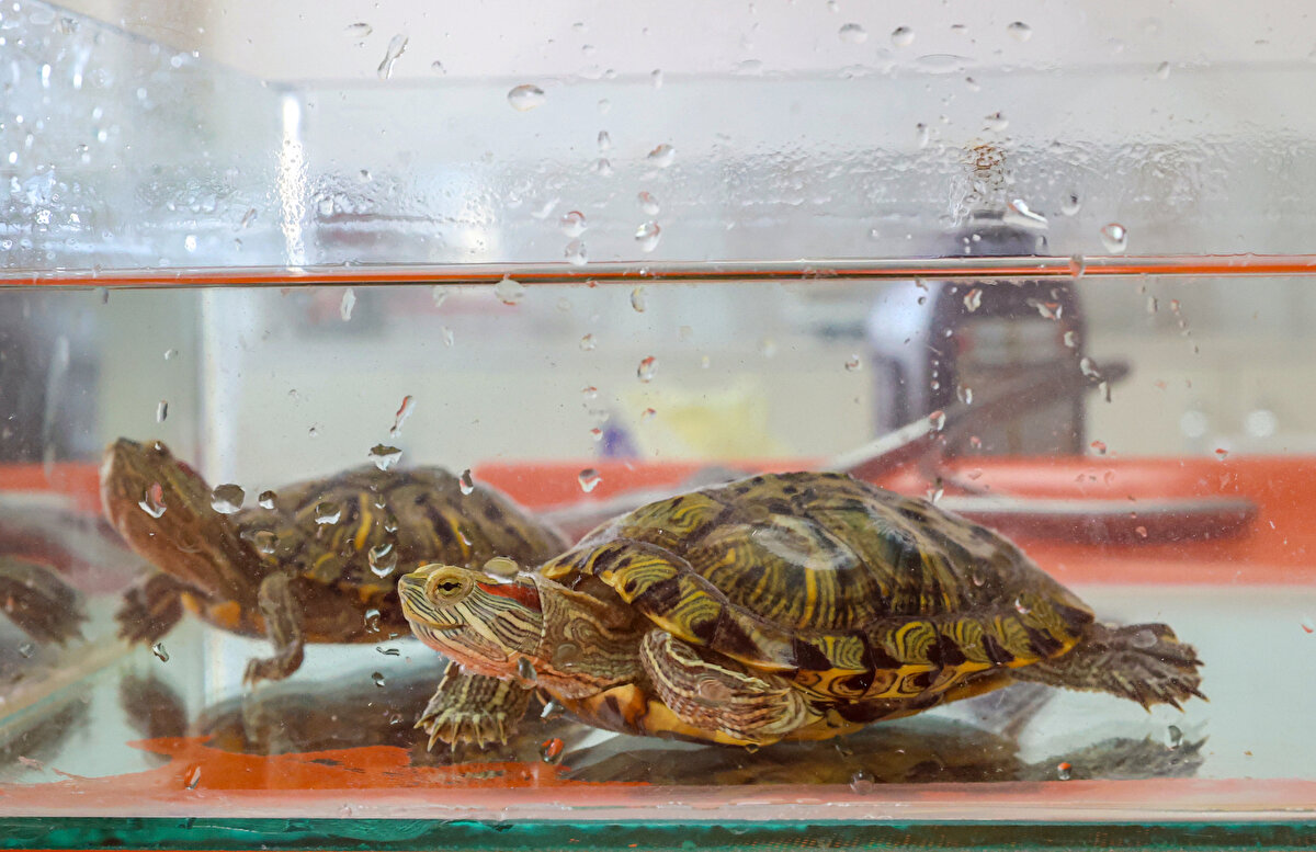 "Bu tarz hayvanların doğaya salınması kesinlikle yasak"<br><br>Dicle Yaban Hayvanı Kurtarma ve Rehabilitasyon Merkezi Müdür Yardımcısı Prof. Dr. Alaeddin Kaya, AA muhabirine, Dicle Nehri kenarında vatandaşların bularak merkeze getirdiği iki istilacı kırmızı yanaklı su kaplumbağasının diğer tatlı su kaplumbağalarından belirgin farklara sahip olduğunu söyledi.