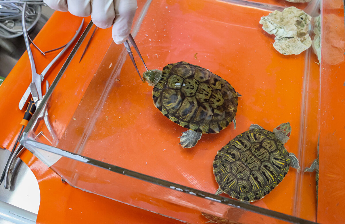 Bu türün çok kısa zamanda çok büyük sayılara ulaşabildiğine işaret eden Kaya, bu türlerin geldikleri yeri kolayca istila edebildiğini belirtti.