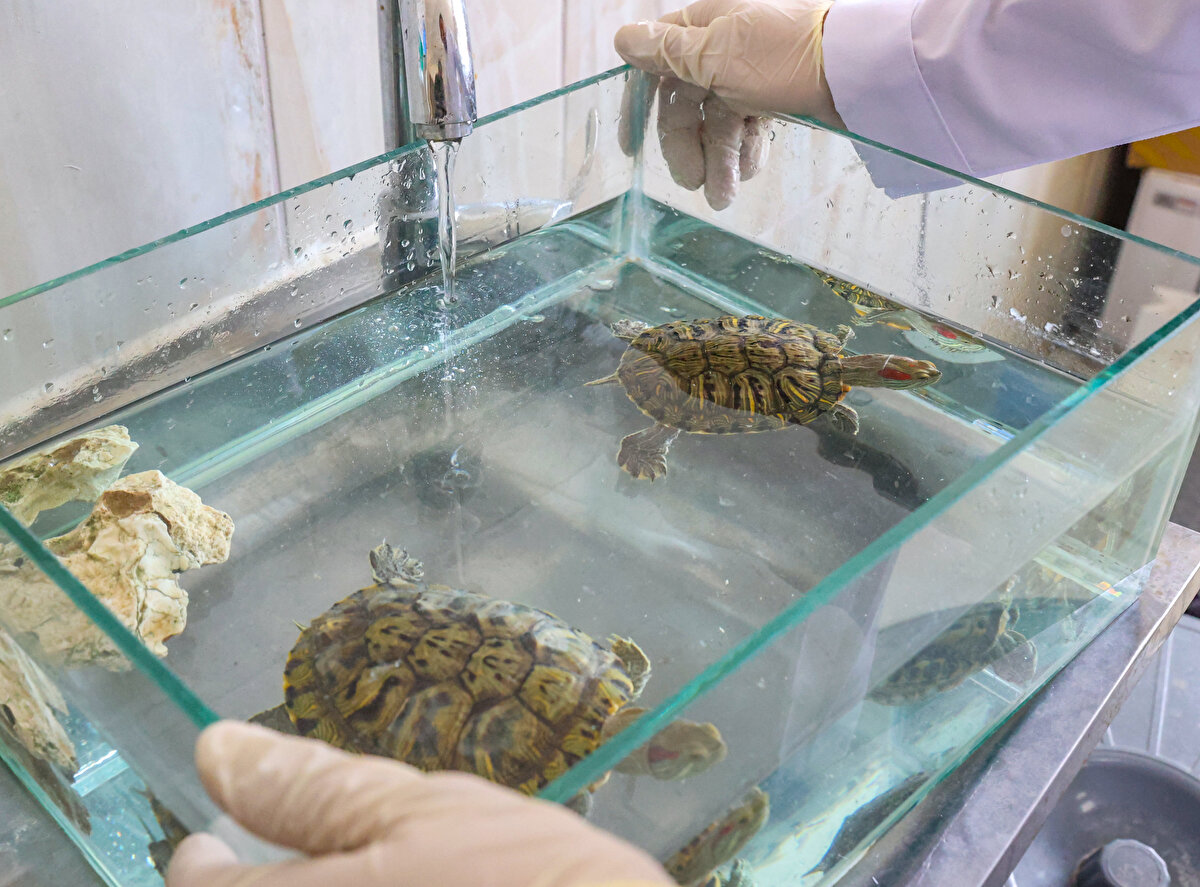 Kırmızı yanaklı su kaplumbağaları, nesli tükenme tehlikesi altında olan ve Fırat ile Dicle nehirlerinin kenarında yaşayan, yumuşak kabuklu Fırat kaplumbağası (Rafetus euphraticus) başta olmak üzere birçok türün yaşamı için tehdit oluşturacağından hayvanat bahçesine gönderilecek.<br>