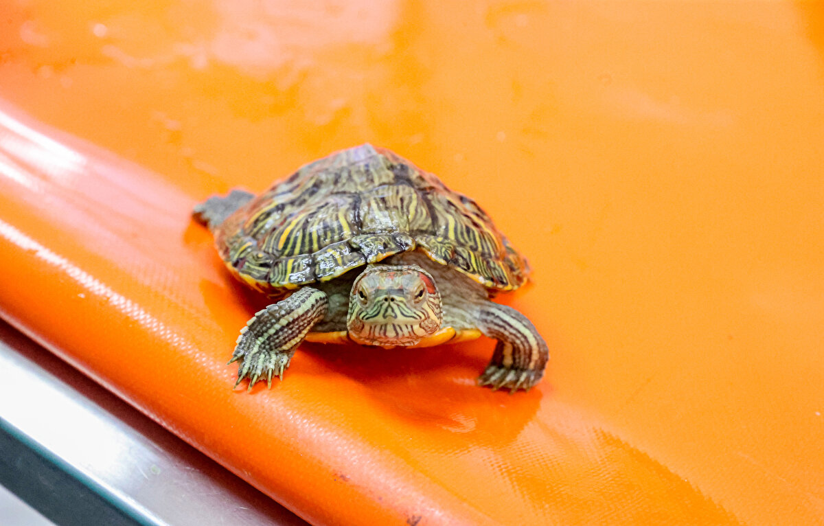 Kaya, merkeze getirilen su kaplumbağalarını da doğaya bırakamadıkları için bir hayvanat bahçesine göndereceklerini sözlerine ekledi.<br>