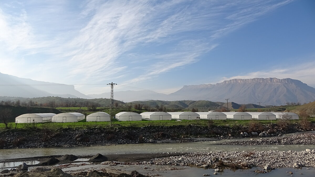 'SERACILIK VE GÜBRECİLİK KONUSUNDA EĞİTİM VERİYORUZ'<br>Her biri 255 metrekare olan bir seranın çiftçiye 80-90 bin lira arası para kazandırdığını belirten Kaplan, "Terör saldırıları nedeniyle bölgede yaşayan insanlarımızın büyük bölümü sadece güvenlik koruculuğu yaparak ailesini geçindiriyordu. Ancak güven ve huzur ortamının sağlanması ile ilçede yaşayanların ek gelir kazanmalarını sağlamak amacıyla çalışma yaptık.