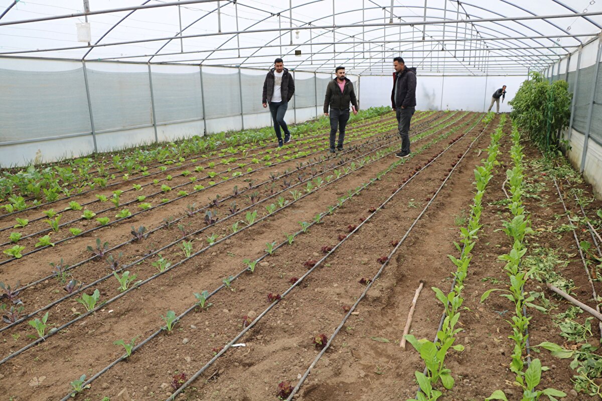 'İYİ BİR GELİR ELDE EDİYORUZ'<br>Destekle seracılık yapmaya başlayan Serhat Can ise "2 yıldır çiftçilik yapıyorum. 1 serayla başlamıştık. Şimdi sayıyı 2'ye çıkardık ve bu işi çok sevdim. Severek bu işi yaptığım için de çok güzel gelir elde ediyorum. Bu arada eğitim de alıyoruz. Daha önce ilçede birkaç tane sera vardı. Şimdi bu sayı 120'ye ulaştı ve herkes tarıma yöneliyor. İleriki zamanlarda çok daha iyi noktalara ulaşacağımızı düşünüyorum. İyi bir gelir elde ediyoruz. Yetkililere teşekkür ediyoruz" diye konuştu.