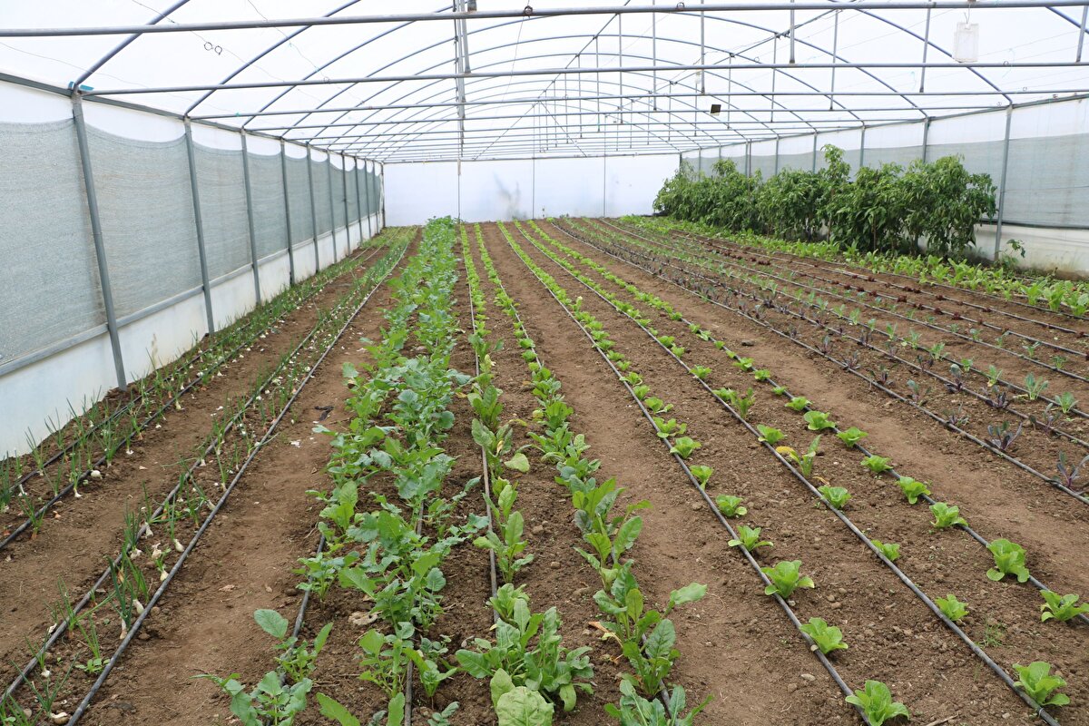 Ve iklim koşullarının uygun olduğu bölgede seracılık yapabiliriz diye düşündük. Doğu Anadolu Kalkınma Ajansı ile 9 tane sera açtık. 9 serada çok güzel verim aldık ve bu sayı kısa sürede 120'ye ulaştı. Bakanlığımızın destekleriyle ilçedeki seracılığı daha da yaygınlaştırmak ve geliştirmek istiyoruz. Derecik, şimdiden seracılık merkezi haline geldi. Burada yaşayanlara ayrıca seracılık ve gübrecilik konusunda eğitimler de veriyoruz. Herkes çok memnun" dedi.