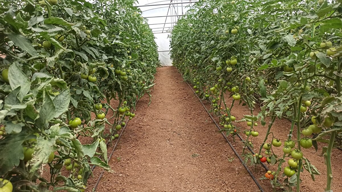 İlçe Tarım Orman Müdürlüğü yetkililerinin yönlendirmesi ile birçok kişi destek alıp, seracılığa başladı. Derecik'te Tarım ve Orman Bakanlığı, Doğu Anadolu Projesi Bölge Kalkınma İdaresi Başkanlığı ve Doğu Anadolu Kalkınma Ajansı'nın sağladığı destekle kurulan 9 sera, aradan geçen 5 yılda 120'ye ulaştı.<br>