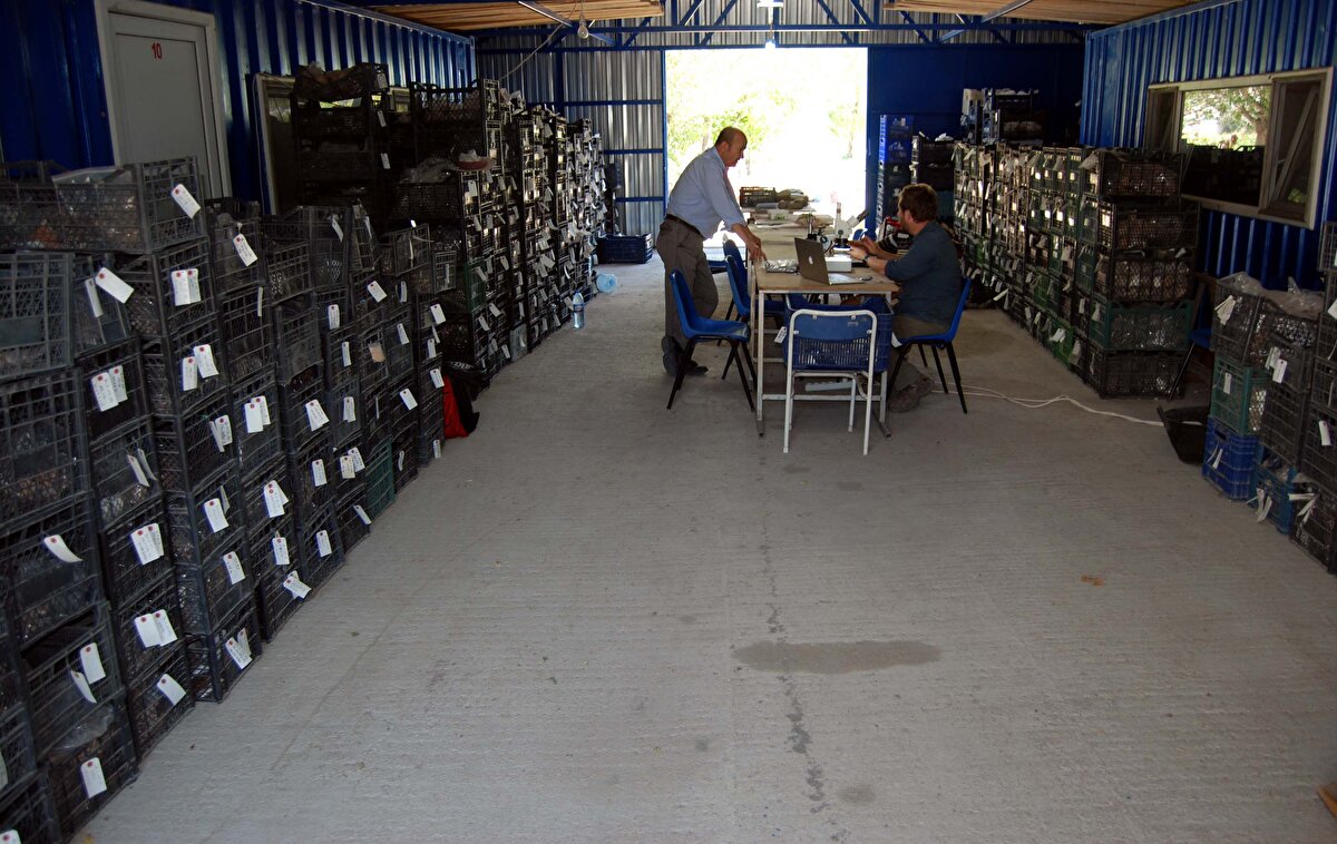 Çeşitli hayvanlar, bitkiler, madeni kalıntılar gibi birçok unsur kazılarda ortaya çıkıyor. Bunlar arasında günümüzde burada olması imkansız birçok meyve ve sebze de var.<br>