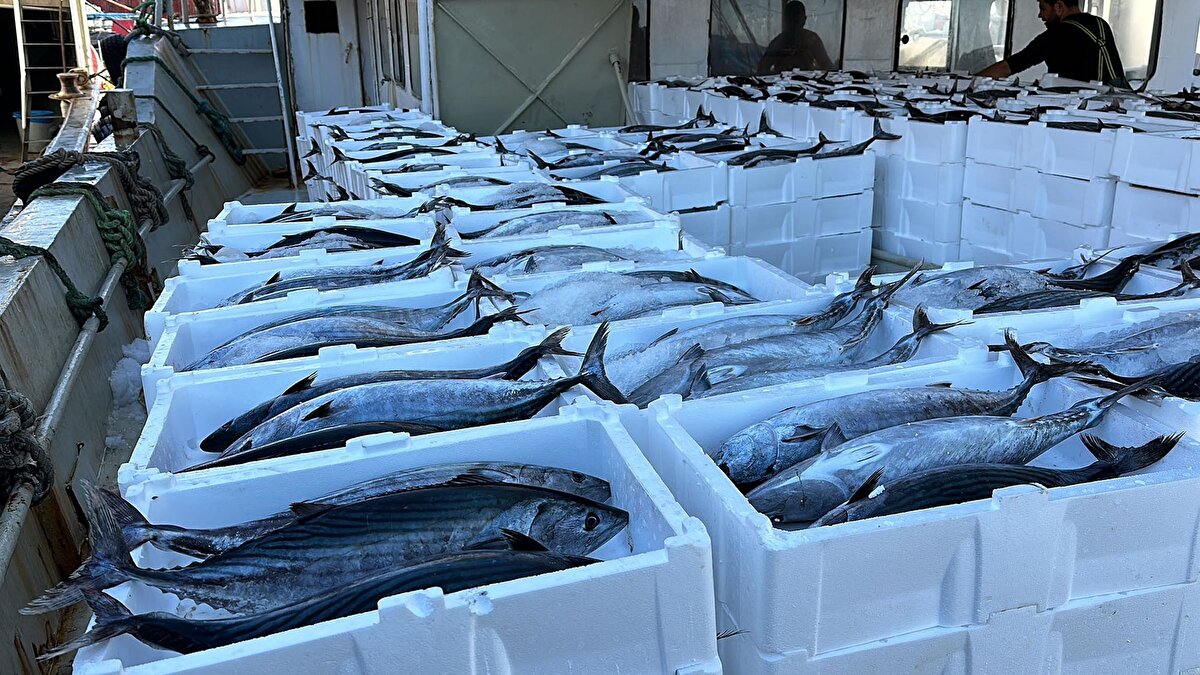 Balıkçılar, gece boyunca 30 ton gelen 2 bin 500 kasa torik avlayıp, limana döndü.