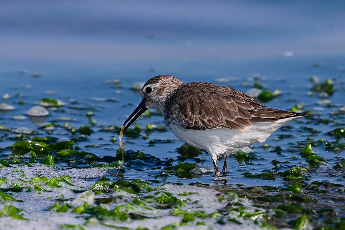 Gediz Deltası Gediz Nehri'nin on binlerce yılda taşıdığı alüvyonların İzmir Körfezi'nde birikmesiyle oluşuyor.