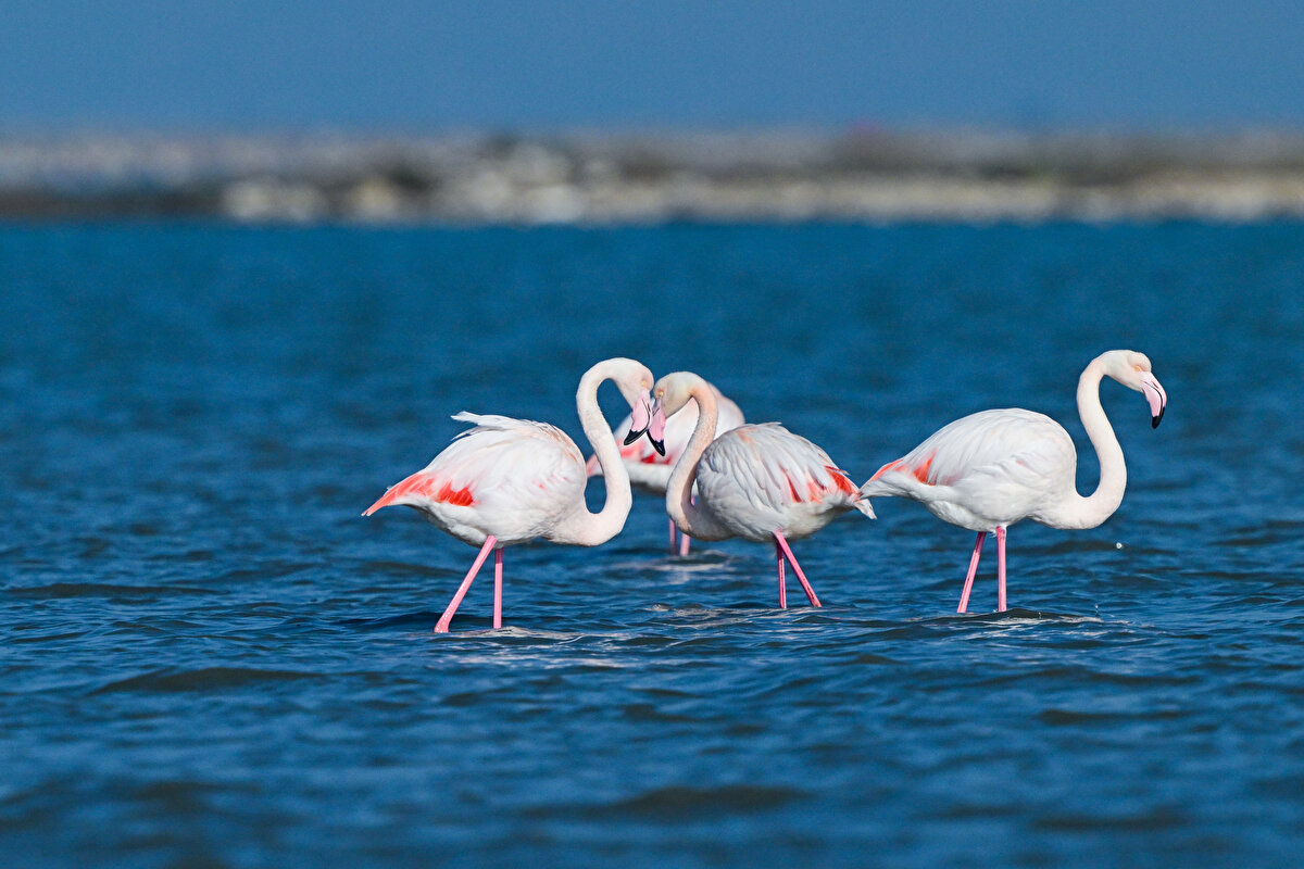 Gediz Deltası, Ramsar Alanı, Yaban Hayatı Koruma Sahası ve Doğal Sit Alanları Koruma statülerini taşıyan UNESCO Dünya Doğa Mirası adayı.