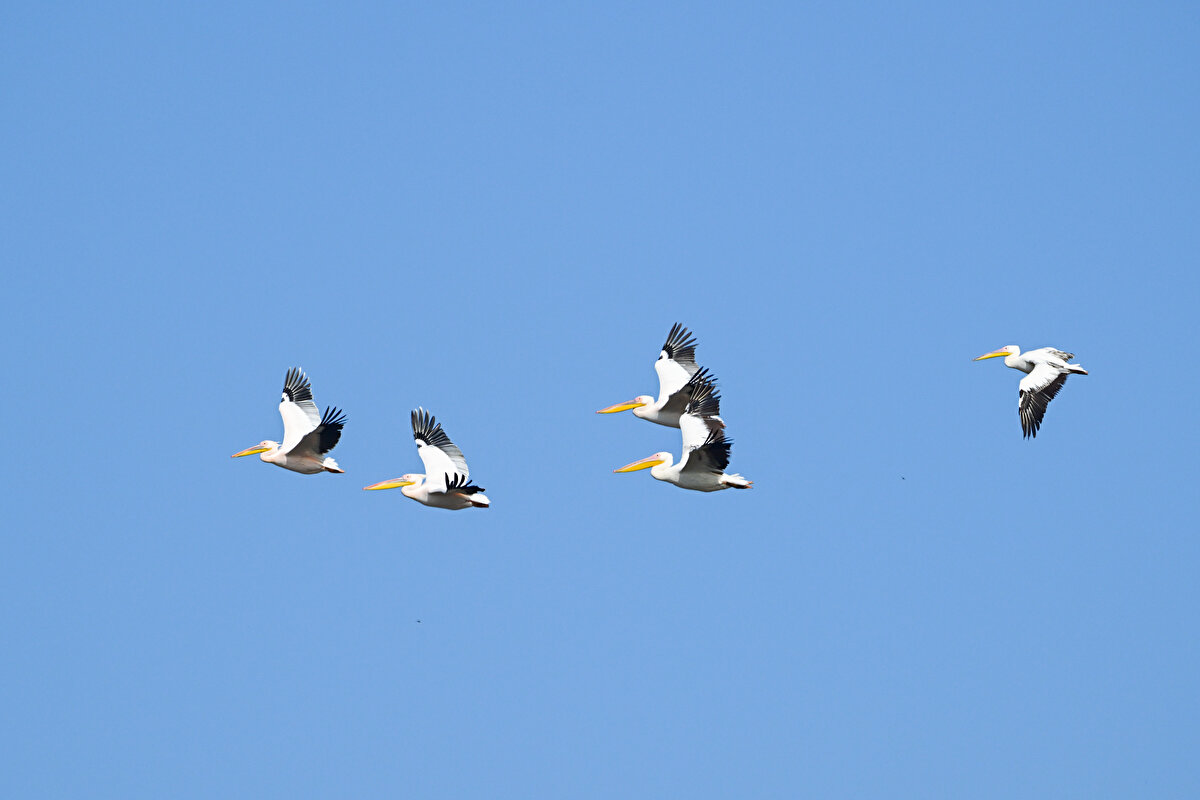 Deltadaki Kuş Cennetinde aralarında ak sokumlu kum kuşları ve flamingoların da bulunduğu 300 farklı türden yaklaşık 60 bin kuş yaşıyor.