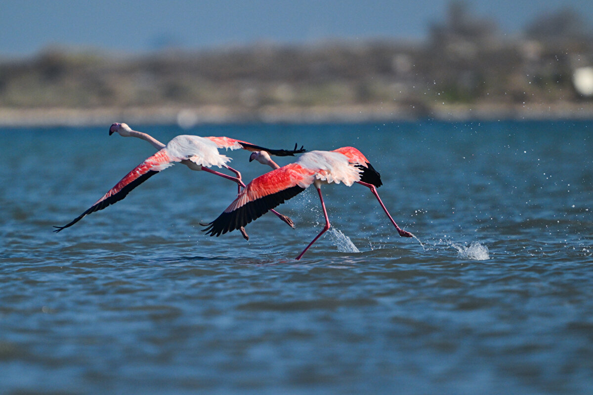 Türkiye'de allı turna olarak da bilinen flamingoların iki üreme sahasından biri olan bölge, her mevsim çok sayıda su kuşuna yuva oluyor.