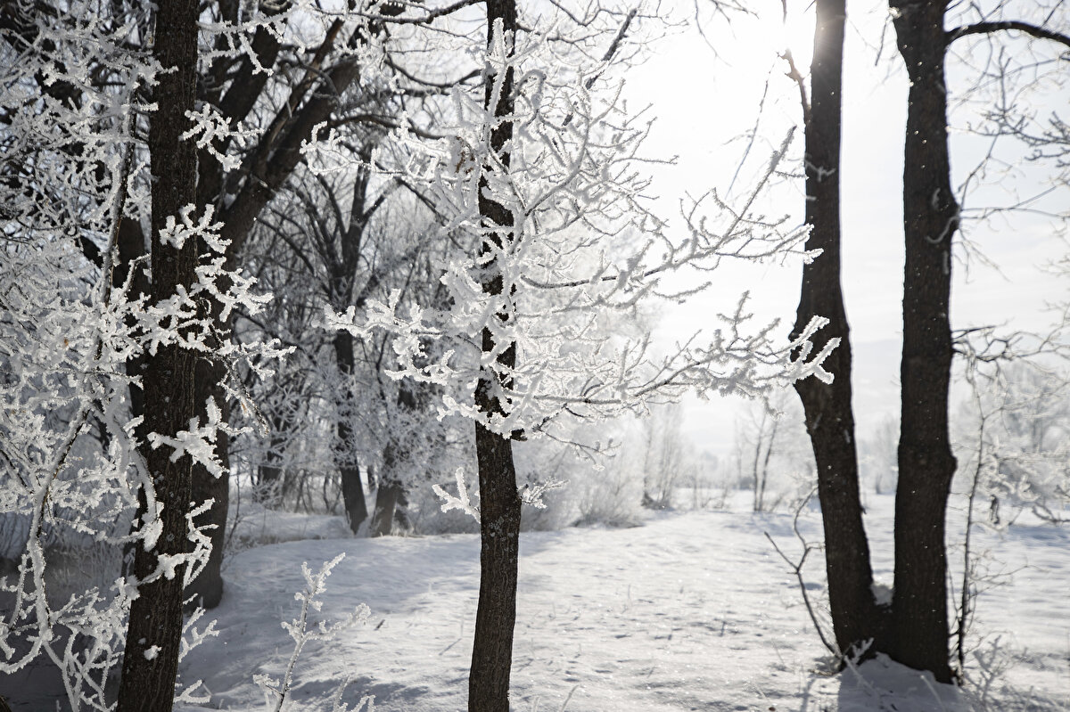 Dondurucu soğuklar sebebiyle Munzur Vadisi Milli Parkı'ndaki kavak, söğüt, meşe ve yabani meyve ağaçları kırağıyla kaplandı.
