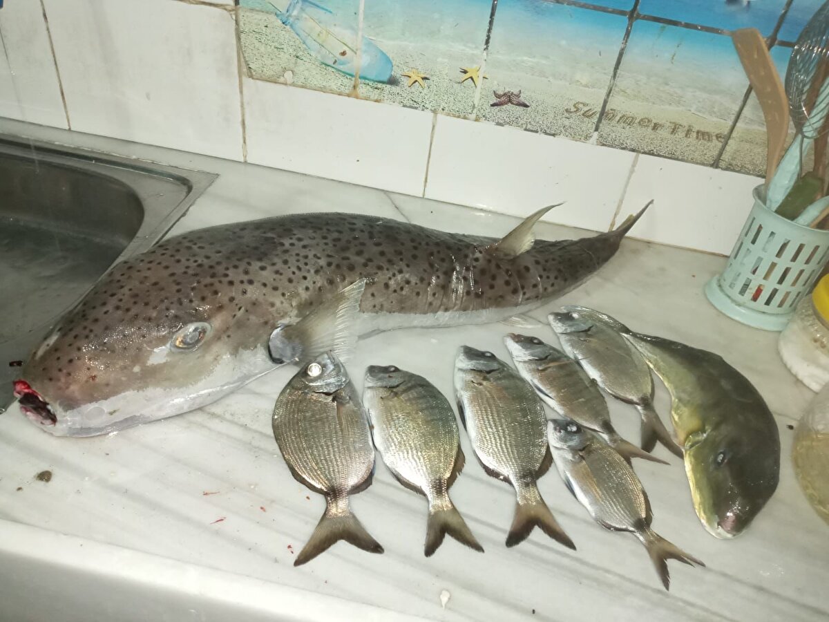 Köşker, yaptıkları araştırmalara göre benekli balon balığının etinde, derisinde, karaciğerinde, bağırsaklarında yüksek miktarda dünyada bilinen en güçlü denizel kaynaklı zehirlerden birisi olan tetrodotoksin barındırdığını bildirdi.