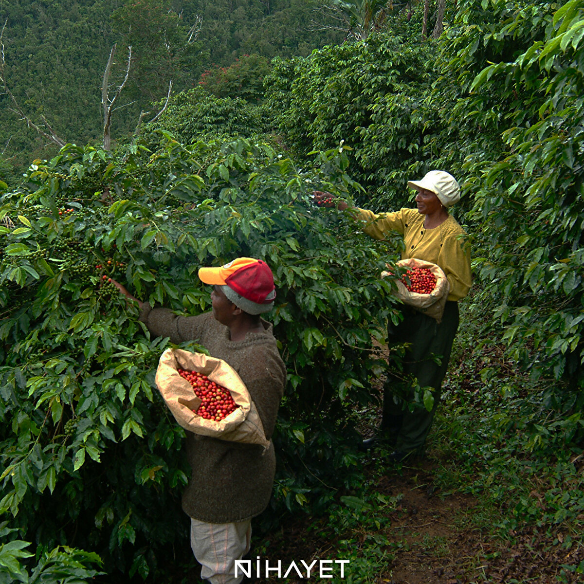 Kahve çekirdeklerinin toplanması