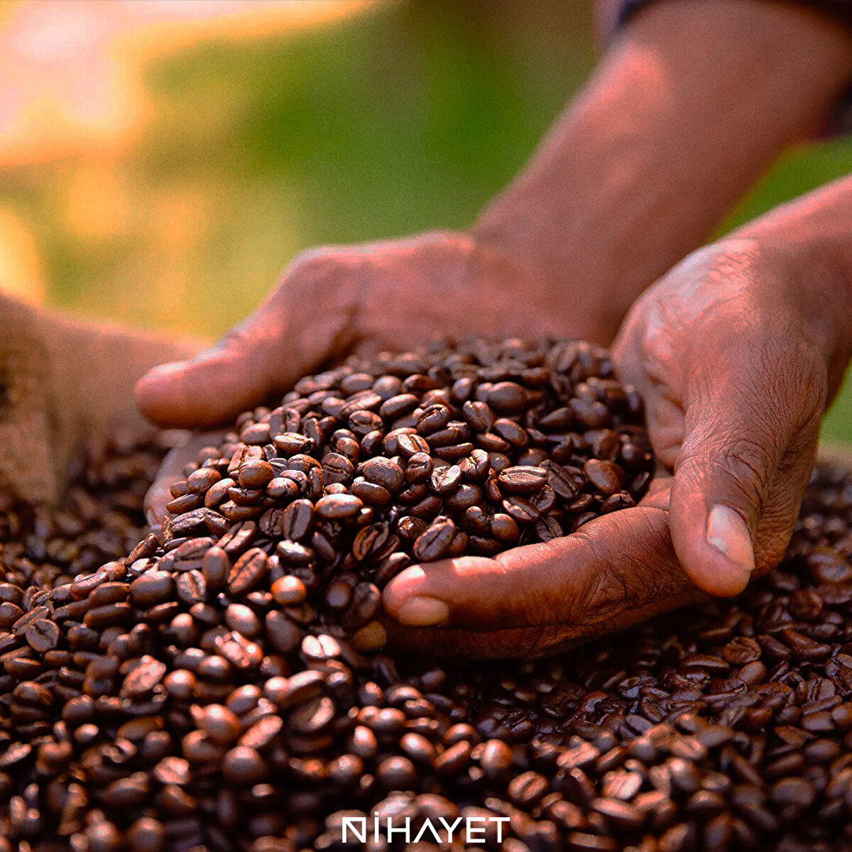 Özenle seçilen çekirdekler depolanıyor