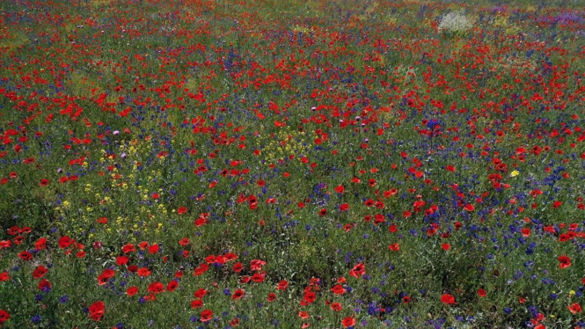 İlçedeki tarlalarda, sarı, mor, pembe, kırmızı çiçekler açtı.
