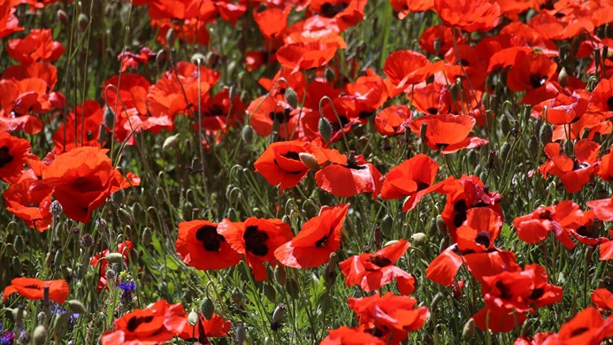 Ağrı-İran kara yolu yolunda seyahat edenler güzel manzarayı görünce araçlarını güvenli bir alana park edip fotoğraf çektirdi.