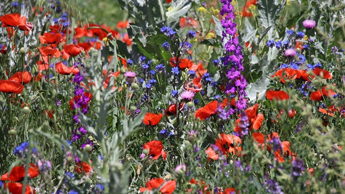İlçede mayıs ayının yağışlı geçmesinin ardından havaların ısınmasıyla doğa canlandı.