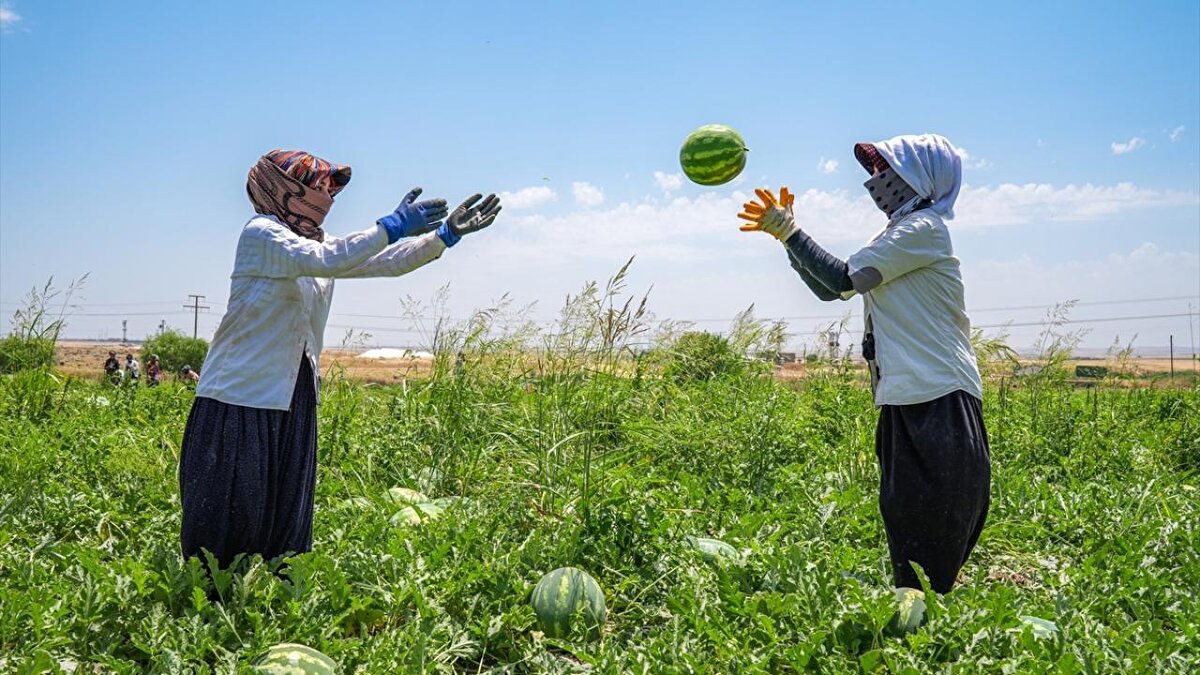 Lezzetini Karacadağ`ın havası ve Dicle Nehri`nin suyundan alan, güvercin gübresiyle üretilen, iriliğiyle ünlü Diyarbakır karpuzu hem örtü altında hem de geleneksel yöntemlerle yetiştiriliyor.