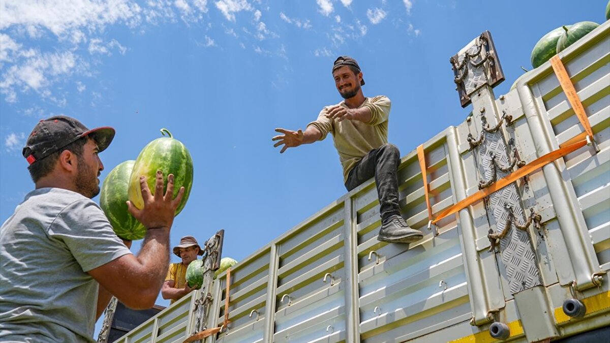 Bölgede 2008 yılından bu yana örtü altı yöntemiyle ve damla sulamayla yetiştiriciliği yapılan karpuzda erken hasat dönemi başladı.<br>