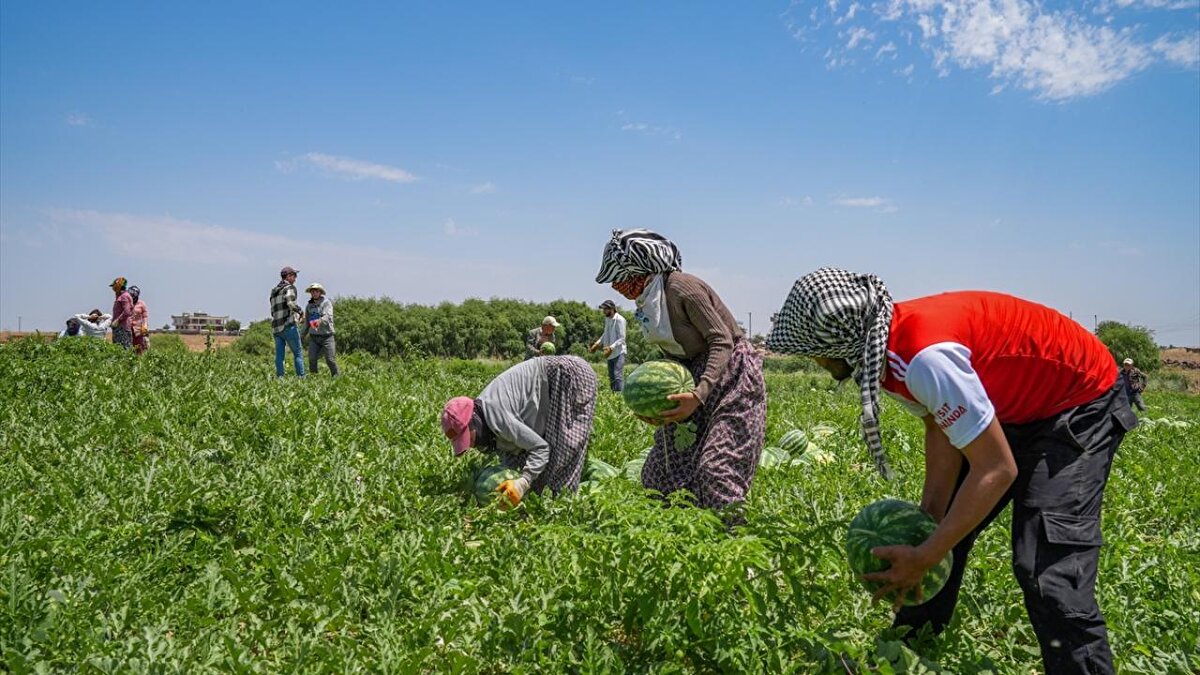 Kentte 40 dereceyi aşan sıcaklıkta, işçilerin zorlu mesaisiyle toplanan meyveler, Türkiye`nin dört bir yanına gönderiliyor.<br>