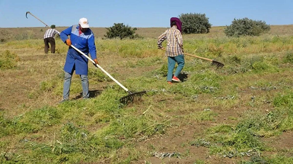 Teknolojinin gelişmesiyle birlikte sayıları günden güne azalan ve geçimlerini tırpan işiyle sağlayan işçilerin de yeşil mercimek hasadıyla birlikte zorlu mesaileri başladı.